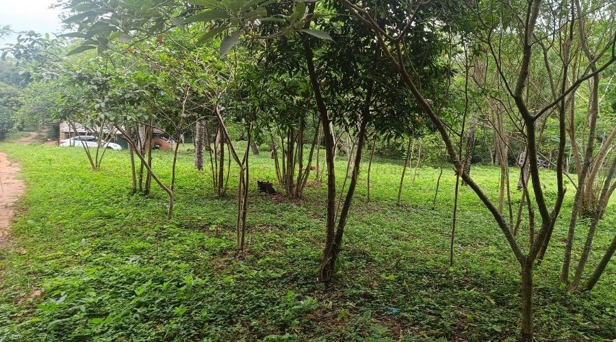 foto_✨ Terreno Único en Caacupé – 2.300 m² con Pasito de Agua Natural ✨