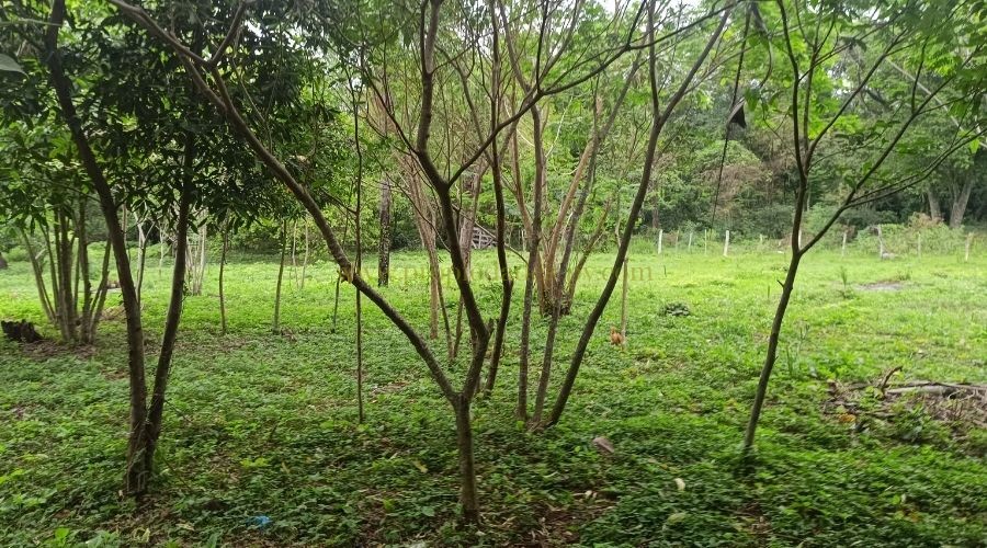 foto_✨ Terreno Único en Caacupé – 2.300 m² con Pasito de Agua Natural ✨